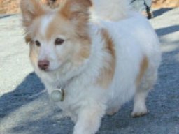 corgipoo_20211222_1779447502